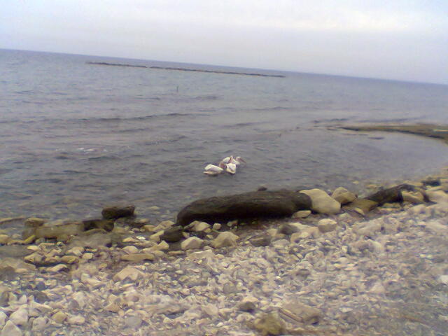 5.jpg fota16.jpg